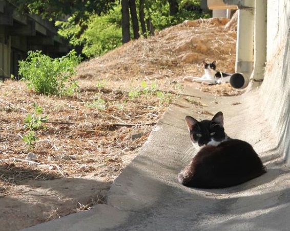 Gat Campus: l’entitat que cuida els gats de la&nbsp;UAB